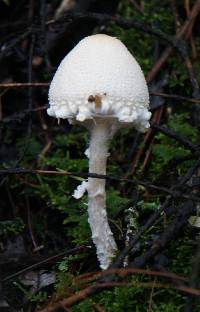 Lepiota magnispora image