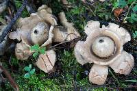 Geastrum triplex image