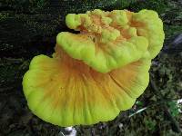 Laetiporus sulphureus image