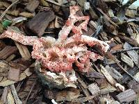 Clathrus ruber image