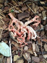 Clathrus ruber image