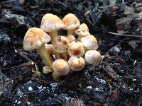 Hypholoma fasciculare image