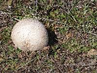 Calvatia booniana image