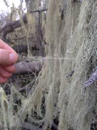 Ramalina menziesii image