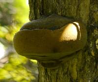 Image of Phellinus robustus