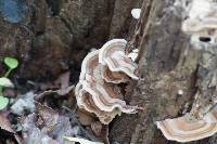 Trametes versicolor image