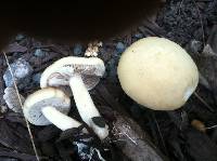 Agrocybe praecox image