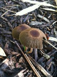 Parasola auricoma image