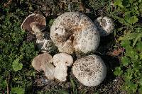 Agaricus bernardii image