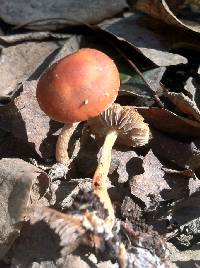 Leratiomyces ceres image