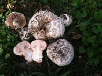 Agaricus bernardii image