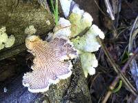 Schizophyllum commune image