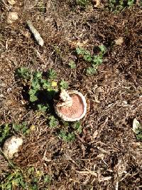 Agaricus bernardii image