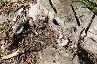 Schizophyllum commune image