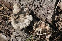 Schizophyllum commune image