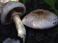 Agaricus xanthodermus image