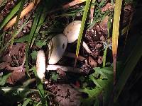 Agaricus xanthodermus image