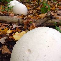 Calvatia gigantea image