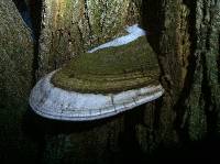 Ganoderma applanatum image