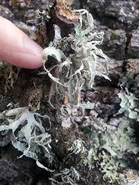 Ramalina leptocarpha image