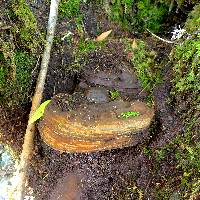 Ganoderma brownii image