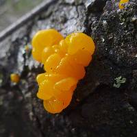 Tremella mesenterica image