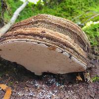 Ganoderma brownii image