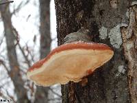 Fomitopsis pinicola image