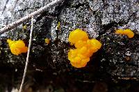 Tremella mesenterica image