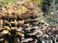 Trametes versicolor image