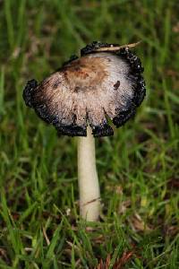 Coprinus comatus image