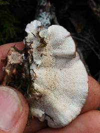 Trametes versicolor image