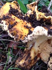 Cantharellus californicus image