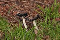 Coprinus comatus image