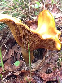 Omphalotus olivascens image