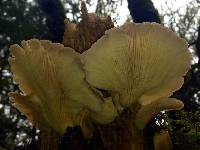 Pleurotus ostreatus image