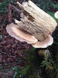 Pleurotus ostreatus image