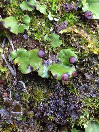 Peltigera venosa image