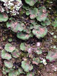 Peltigera venosa image