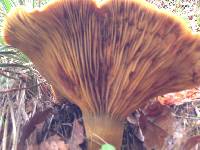 Omphalotus olivascens image