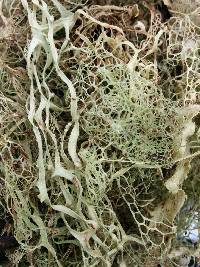 Ramalina menziesii image