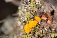 Tremella mesenterica image