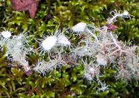 Usnea intermedia image