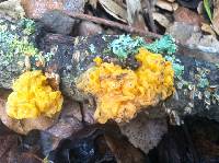 Tremella aurantia image