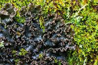 Sticta limbata image