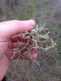 Ramalina leptocarpha image