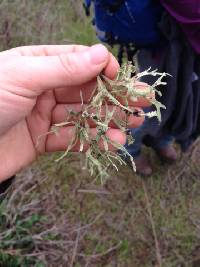 Ramalina leptocarpha image