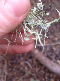 Ramalina leptocarpha image