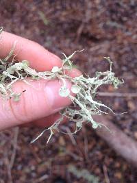 Ramalina leptocarpha image