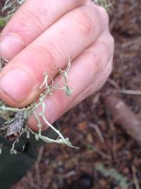 Ramalina leptocarpha image